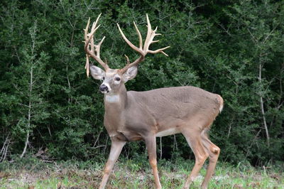 Country Home/Acreage For Sale: 15528 Fm 3 S